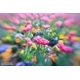thumbnail image 4 of Objetivo Lensbaby Sweet 22 para Fuji X – Creativo, 4 of 7