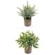 thumbnail image 4 of 2x Planta Suculenta Artificial Falsa Mini Eucalipto Peque?o En Maceta + Hojas, 4 of 4