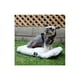 thumbnail image 3 of Cama Mascota Perro Gato Colchon Anti Estres 50x35cm Talla Xs, 3 of 4