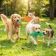 thumbnail image 5 of Juguetes para Perro Homounter Pack de 3 – Peluche con Chasquido y Crujido, 5 of 7
