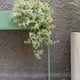 thumbnail image 5 of Macetero 55x20x70CM Metal Verde DAY verde, 5 of 5