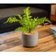 thumbnail image 2 of Planta Artificial Helecho Inés 32 CM con Macetero, 2 of 3