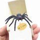 thumbnail image 4 of Caja de Trucos Winbar Araña de Goma para Adultos y Niños, 4 of 9