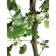 thumbnail image 2 of Planta Decorativa Arbol De Ginko 240cm, 2 of 3