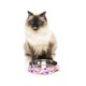thumbnail image 2 of Comedero Fuzzyard para gatos Atlántica, 2 of 2