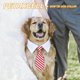 thumbnail image 5 of Collar de perro con pajarita Uxcell, lindo esmoquin con pajarita y collar blanco ajustable hecho a mano para mascotas formales, corbata para gatos (amarillo, S), para cachorros medianos/ gatitos boda, 5 of 7