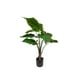 thumbnail image 1 of Planta Decorativa Manto De Eva 71cm, 1 of 3