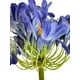 thumbnail image 3 of Agapanto Azul Realista 89cm, 3 of 3
