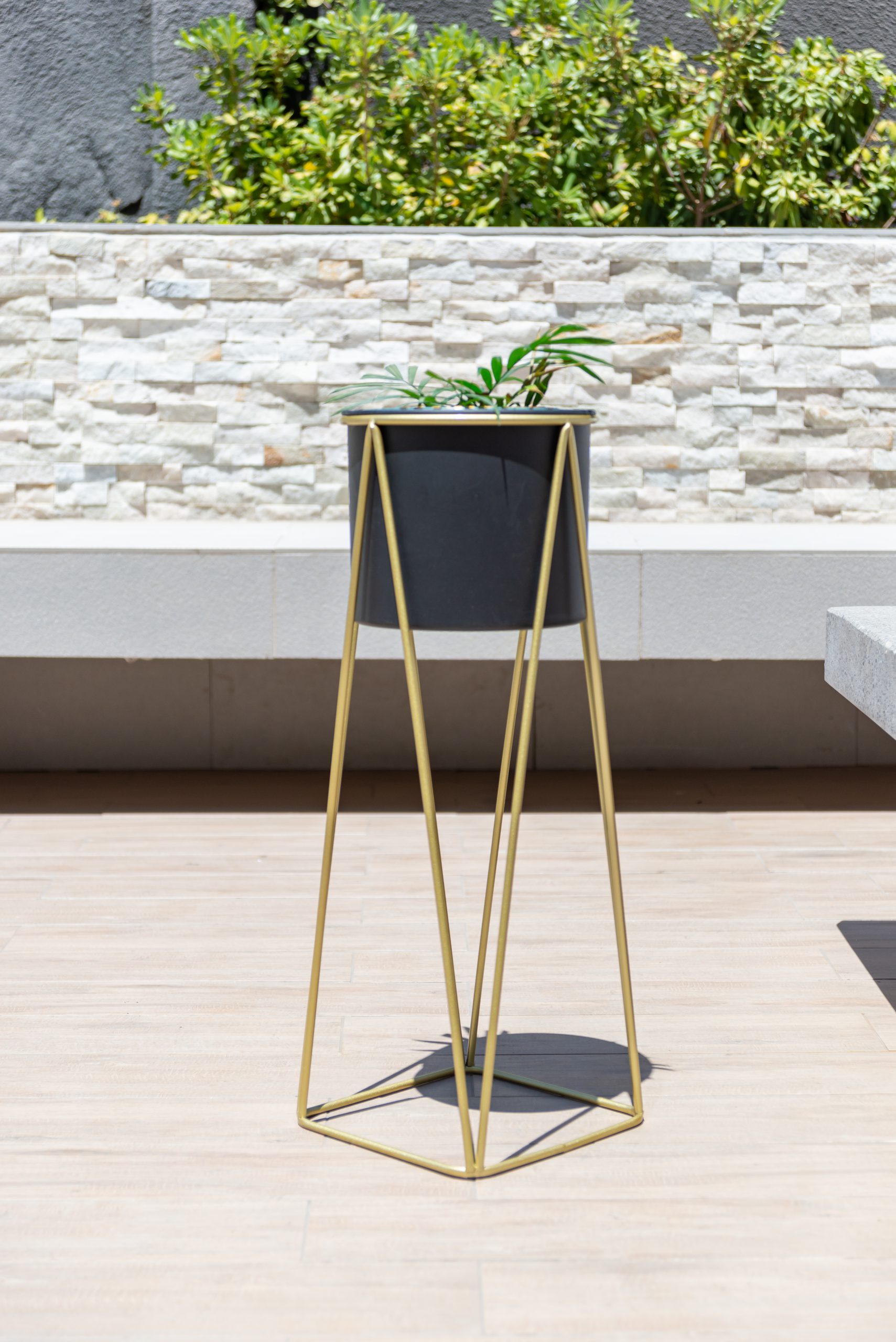 Kautiva - Gala Dorado Con Maceta Negra M