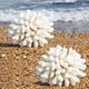 thumbnail image 1 of Ornamento de coral Besimple 14x12x8 cm, paquete de 2, resina, 1 of 9