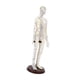 thumbnail image 1 of Altura Del Modelo De Acupuntura De 20 Pulgadas Con El Modelo De Práctica Humana Multipropósito Base Hembra Dura, 1 of 5