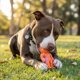 thumbnail image 2 of Juguetes para perros HAPPY STAFFY Chewzilla Set de 5 piezas, 2 of 9
