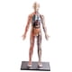 thumbnail image 1 of Squishy Cuerpo Humano Anatomía Ense?anza Modelo De órgano Interno Juguetes De Ensamblaje, 1 of 5