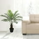 thumbnail image 4 of Planta Decorativa Palma Phoenix 90 Cms., 4 of 4