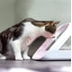 thumbnail image 2 of Comedero Para Mascotas Microchip Connect Con Control Por App, 2 of 7