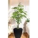 thumbnail image 3 of Planta Decorativa Arbol De Eucalipto 150cm, 3 of 3