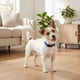 thumbnail image 2 of Collar para perro Vibrant Life talla S azul de poliéster ajustable, 2 of 3
