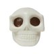 thumbnail image 3 of Novedad Juguete De Calavera Juguete Relajante Niños Niñas Bolas Relajantes De Calavera Elásticas, 3 of 5