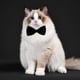 thumbnail image 3 of Pajarita formal para perros Amajiji® para perros medianos y grandes, 3 of 5