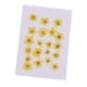 thumbnail image 5 of 20x amarillo natural real prensado flores secas diy artes artesanales suministro 1.2-2cm, 5 of 5