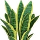 thumbnail image 5 of Planta Artificial Lengua De Suegra Planta Sansevieria Flores, 5 of 7