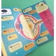 thumbnail image 5 of El gran libro de listas curiosas del cuerpo humano, 5 of 5
