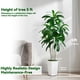 thumbnail image 2 of Árbol de dracaena artificial FSOHOI con maceta alta blanca de 5 pies, 2 of 6