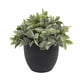 thumbnail image 1 of Planta Verde 20 Cm, 1 of 3