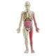 thumbnail image 4 of Kits De Cuerpo Humano Juguete Demostración En El Aula Para Ayuda De Ense?anza En El Hogar Ni?os, 4 of 5