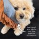 thumbnail image 5 of Baño sin agua The Mitt Kit Dog Grooming Pride and Groom, 5 of 7