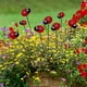 thumbnail image 2 of 10 Packs, Ornaments Outdoor Garden Decorations Yard Plug-in Tags Simulation Small Insect Ladybug Lawn Stakes Inserts, Garden Flower Plants Supplies, Garden Balcony Gardening Beauty Planting Supplies,, 2 of 2