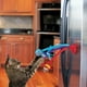 thumbnail image 3 of Juguete Kong Connects Bat'N Spring para Gato, 3 of 3