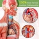 thumbnail image 2 of Modelo anatómico de torso humano 3D Generies 28 cm, 15 piezas, 2 of 6