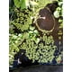 thumbnail image 5 of Kit de Plantas Acuáticas, 5 of 6