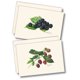 thumbnail image 1 of Juego de tarjetas de notas Earth Sky + Water – 8 tarjetas – Bayas, 1 of 4