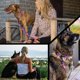 thumbnail image 5 of Correa Wolfgang Man & Beast Pequeña de Alta Resistencia para Tirones hasta 800 lbs, 5 of 6