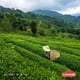 thumbnail image 5 of Té Negro Turco Çaykur Rize Turist Para Tetera 40 Bolsas 800 G, 5 of 6