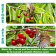 thumbnail image 2 of Red antipájaros para protección de jardines malla negra, 2 of 3