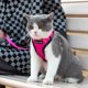 thumbnail image 5 of Arnés para gatos Mr. Peanut's PurrTrek Reflective con correa rosa XS, 5 of 9