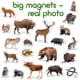thumbnail image 3 of Imanes de nevera Magdum Forest Animal para niños de más de 3 años, 3 of 9