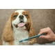 thumbnail image 4 of Hepatosil Plus Raza Pequeña Perro Gato X 60 Comprimidos, 4 of 7