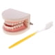 thumbnail image 2 of Modelo de Dientes Humanos, Tamaño Real 1:1, 2 of 3