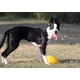 thumbnail image 3 of Juguete para perros Jolly Pets Jolly Egg, 20 cm, tamaño mediano, rojo, 3 of 4