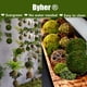 thumbnail image 2 of Bola de musgo decorativa BYHER Natural Green Moss (9 cm), juego de 6, 2 of 7