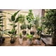 thumbnail image 2 of Planta Artificial Gomero 120 Cm, 2 of 2