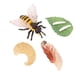 thumbnail image 5 of Ciclo De Vida De Los Juguetes De Abejas, Materiales Didácticos, Rompecabezas, Juego De Ciclo De Crecimiento Animal, 5 of 5