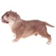 thumbnail image 3 of Figura De Modelo Animal Lindo Figura De Juguete Decoración Del Hogar American Bully Pitbull #B, 3 of 5