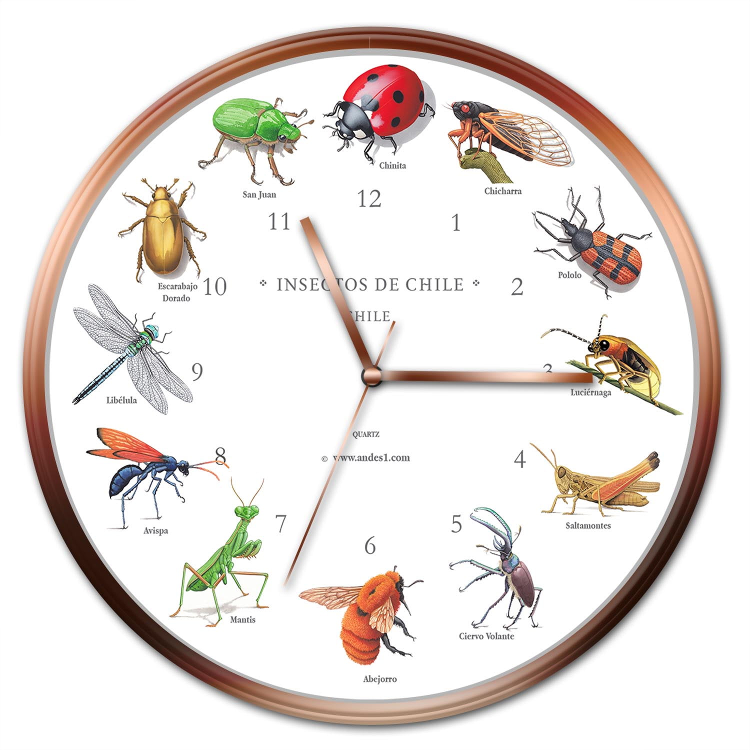 Andes1 - Reloj De Insectos De Chile