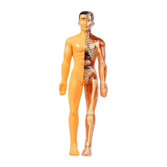 Human Body Model Display Education Herramienta Biología Humana Para La Educación En El Hogar 8+ Translucencia