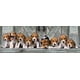 thumbnail image 2 of Puzzle 1000 piezas Panorama Beagles, 2 of 2